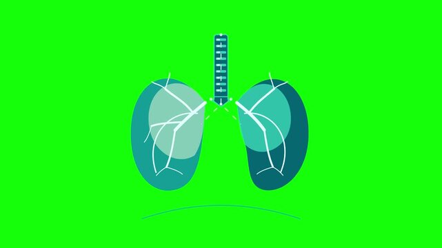 Multiple human lungs breathing animation on green screen