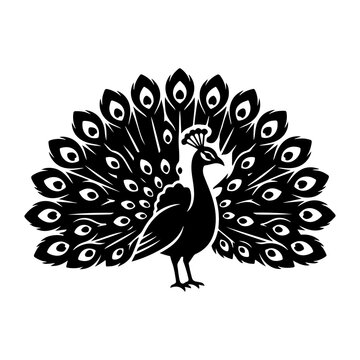peacock feather vector illustration