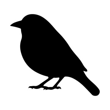 vector illustration of a bird