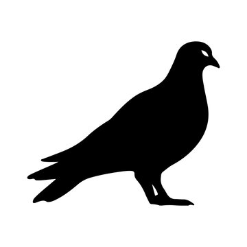pigeon silhouette vector illustration