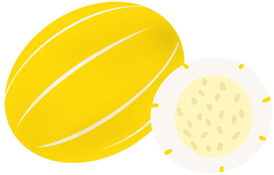Korean Melon Whole and Half Fruit Illustration