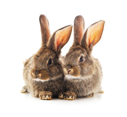 Two brown rabbits isolated on a white background.