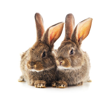 Two brown rabbits isolated on a white background.