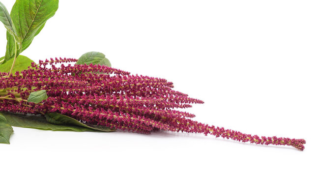 Red amaranth flower inflorescence with green leaves.