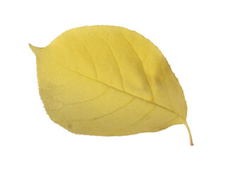 Fototapeta premium Single pale yellow apple autumn leaf with delicate veins isolated on transparent