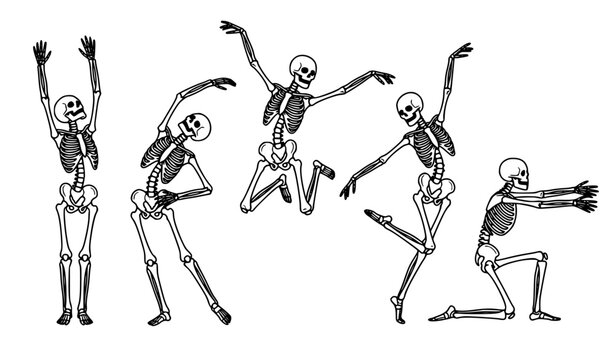 Dynamic Human Skeleton Movement Poses Minimal Anatomy Vector Illustration