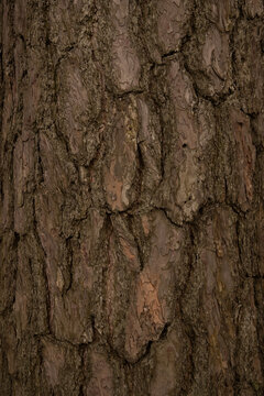 Detailed close up texture of rough brown pine tree bark surface with natural cracks, detailed wooden pattern, and organic rustic timber structure for background design macro shot