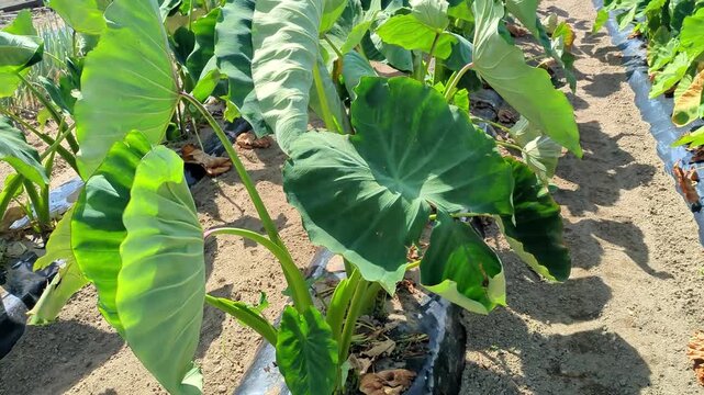 Taro leaves swaying in the wind in a field / 畑で風に揺れるサトイモの葉