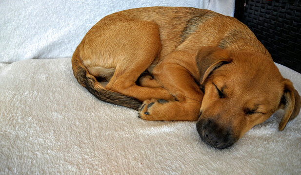 Tierno cachorro mestizo de color marr&oacute;n durmiendo pl&aacute;cidamente enroscado sobre una manta suave en el hogar, concepto de descanso y bienestar animal