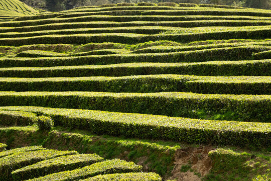 Lush tea plantation foliage creating a repeating green pattern on S&atilde;o Miguel Island