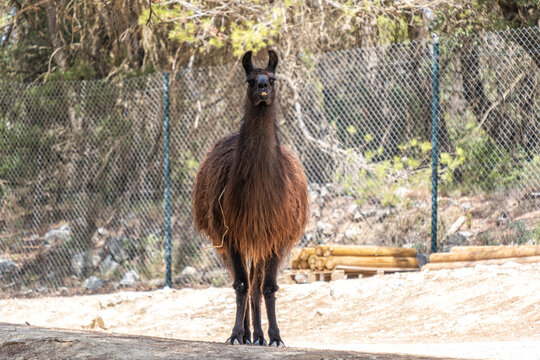 Llama standing in an outdoor enclosure, facing the camera with a curious expression. Its thick woolly fur is prominent
