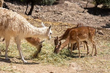 Llama and young deer fawns feeding on hay outdoors, sharing meal, wildlife grazing together © Sunlight