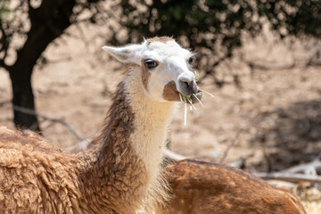 Llama chewing grass outdoors, an herbivore mammal feeding in natural habitat during daylight © Sunlight