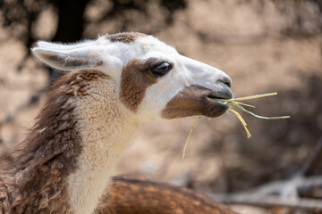 Llama grazing on grass, head profile, eating fresh hay outdoors, animal portrait, showing natural behavior © Sunlight