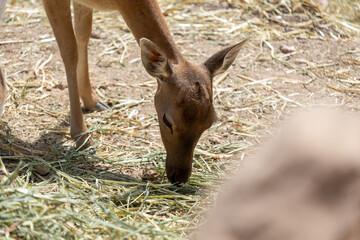 Naklejka premium Deer feeding on dry hay and grass, highlighting nature, wildlife, and the animal kingdom in an outdoor habitat