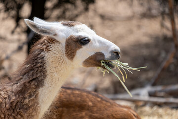 Llama grazing on fresh green grass, a close up profile of the alpaca relative feeding outdoors in nature © Sunlight