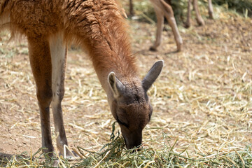 Guanaco eating dry grass. Wild mammal feeding on hay in an outdoor setting, showcasing its brown fur © Sunlight