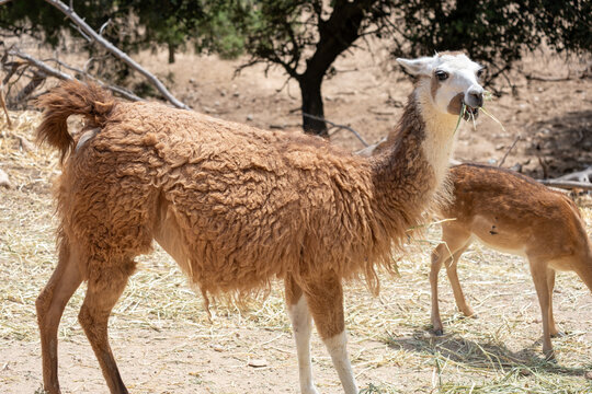 Guanaco grazing on sparse grass in a sunlit, arid landscape  brown furred camelid with white face standing in dry habitat