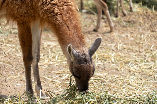 Guanaco eating dry grass. Wild mammal feeding on hay in an outdoor setting, showcasing its brown fur