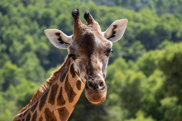 Naklejka premium Giraffe headshot looking directly at the viewer with forest background, showing wild animal portrait and natural habitat