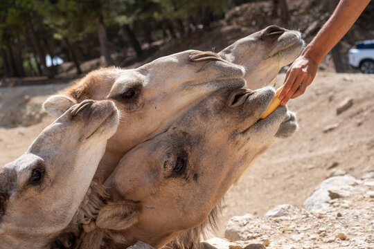 Dromedaries eagerly reaching for a carrot, a hand feeding desert animals during a safari park interaction