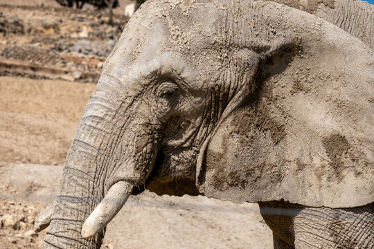 African elephant walking outdoors, showing muddy wrinkled skin, large ear, tusk, and eye in profile view