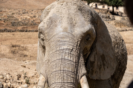 Elephant head covered in mud protecting its skin from sun and insects in arid safari landscape