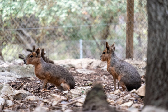 Patagonian maras pair resting on dry ground in a fenced enclosure, showing wildlife conservation efforts