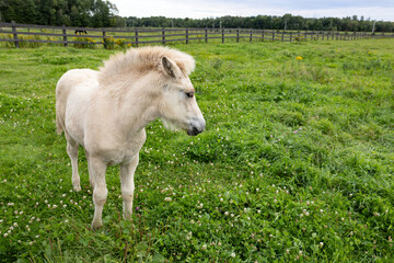 Fototapeta premium Side view of a month-old cream coloured&nbsp;Norwegian Fjord foal in field during a grey summer afternoon, Pont-Rouge, Quebec, Canada