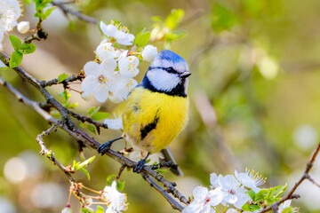 Blue Tit Sitting On Flowering Tree Branch © tan4ikk