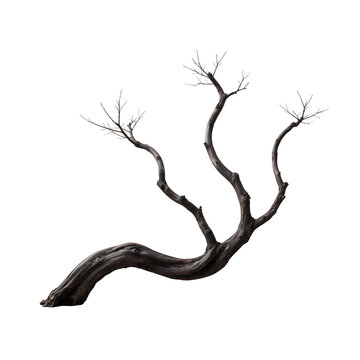 A single twisted leafless tree branch isolated on a clean white background for design projects