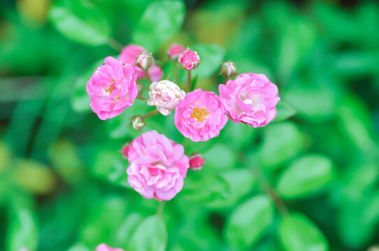 Changeable Rose, Changeable rose mallow or Cotton rose hibiscus or Dixie rosemallow or Hibiscus mutabilis L or Rose of Sharon or pink flower