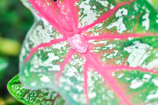 Caladium, Caladium Bicolor Vent or Caladium bicolor and rain droplet