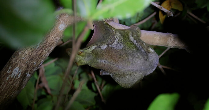 Sunda flying lemur camouflaged on tree branch at night, Galeopterus variegatus resting in tropical rainforest canopy, nocturnal wildlife behavior, Malayan colugo nature documentary, nobody.