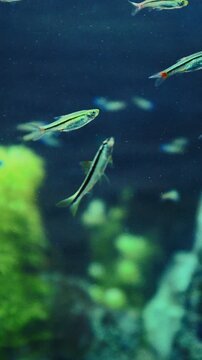 Zebrafish In Zoo Aquarium. Zebrafish Or Danio Rerio Is Species Of Freshwater Ray-finned Fish. Zebra Danio And Tropical Fish is Popular Aquarium Fish. Zebrafish Used Vertebrate Model Organism In