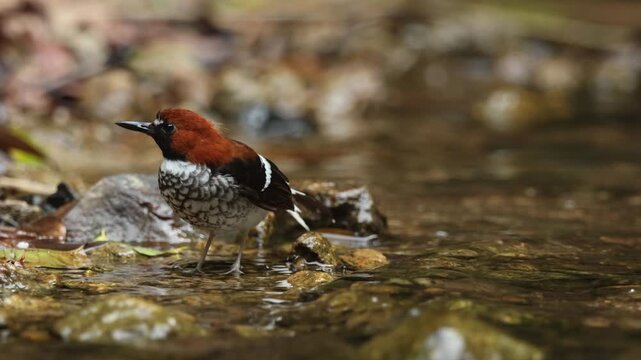 Chestnut-naped Forktail  is an uncommon resident throughout the Thai-Malay Peninsula.