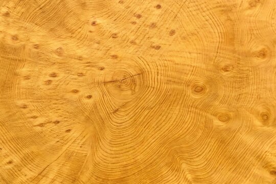 Natural Oak Burl Wood Texture Background with Detailed Grain Patterns