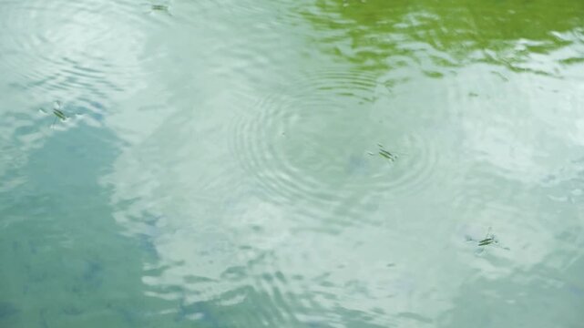 Close-up of a water strider insect skating on the calm river surface