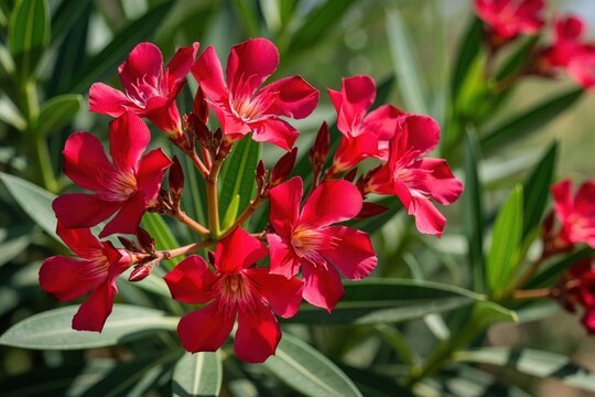 Red oleander blooms brightly in Arizona spring sun. Rich green foliage forms a backdrop for these vibrant flowers. Nerium plant shows its beautiful petals.