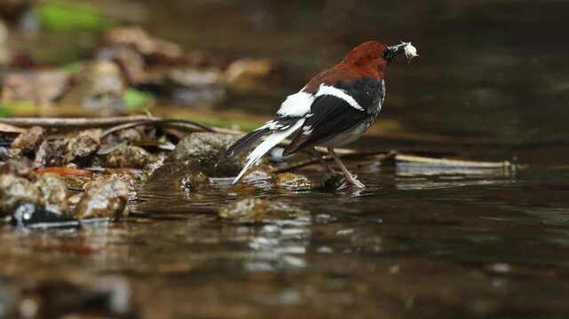 Chestnut-naped Forktail  is an uncommon resident throughout the Thai-Malay Peninsula.