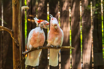 Pair of Pink Cockatoos Perched Together on a Branch © ScandinavianHiker