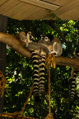 Ring-Tailed Lemurs Resting Together on a Branch © ScandinavianHiker