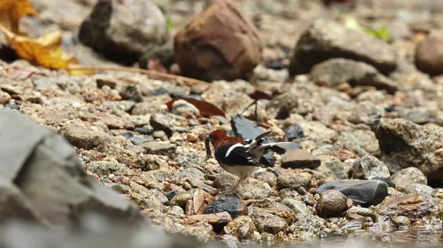 Chestnut-naped Forktail  is an uncommon resident throughout the Thai-Malay Peninsula.
