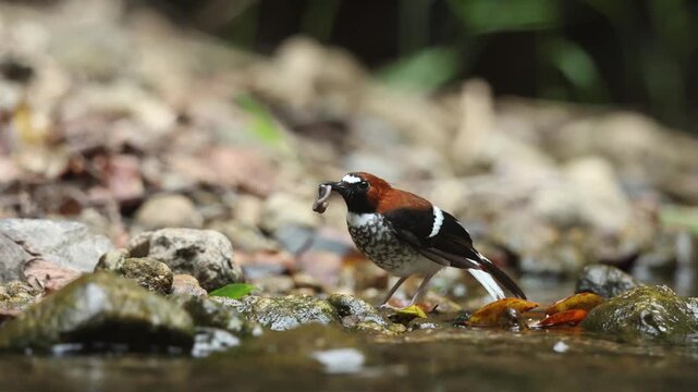Chestnut-naped Forktail  is an uncommon resident throughout the Thai-Malay Peninsula.