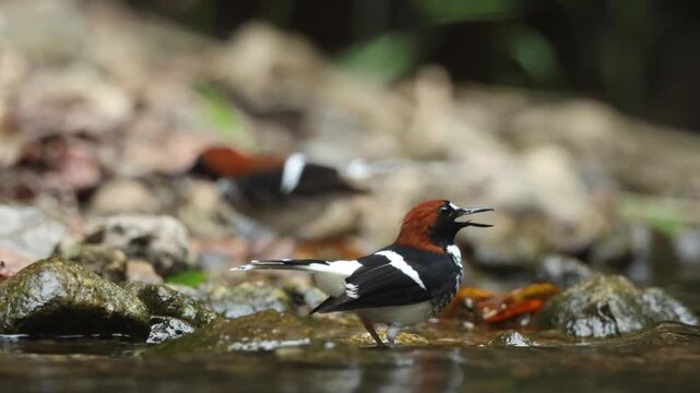Chestnut-naped Forktail  is an uncommon resident throughout the Thai-Malay Peninsula.