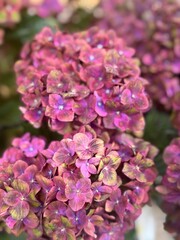 Fototapeta premium Pink and Purple Hydrangea Flowers with Soft Bokeh Background