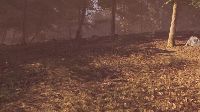 Sunlight shines through the trees in a forest. The ground is covered with fallen leaves. Some rocks are visible nearby. The scene shows a quiet moment in nature during the day.