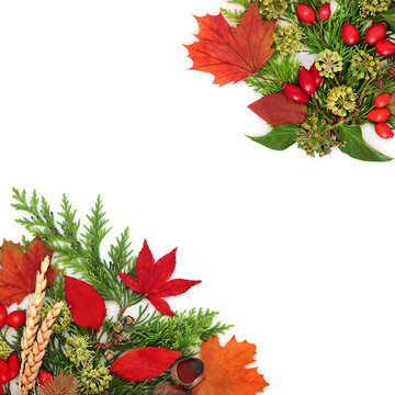 Autumn Fall colorful vivid nature background border on white background. Leaves, red berries, wheat, nuts. Warm seasonal hues for Harvest Festival. 