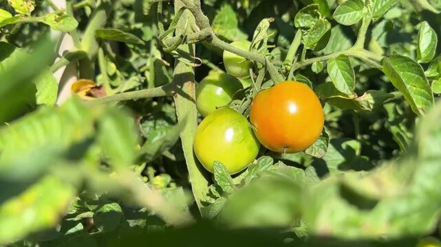 Green and Red Cherry Tomatoes Growing on a Tomato Plant, Close-Up