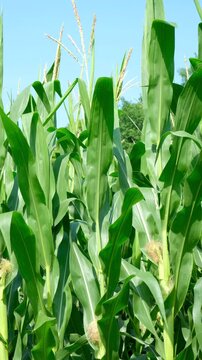 Scenic view of a growing corn plantation in rural countryside